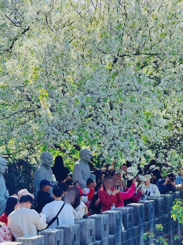在廈門，不要錯過春天石室禪院盛開的梨花