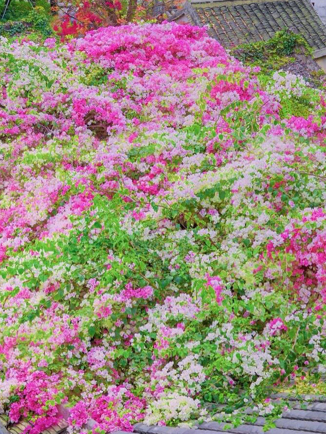 深圳春日賞花攻略！