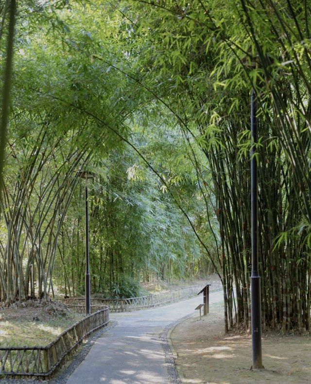 在深圳，去有風的竹林裡避避暑都涼快