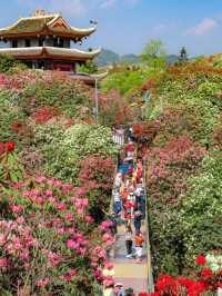 Enchanting Azaleas: 🌺 Exploring Guizhou 