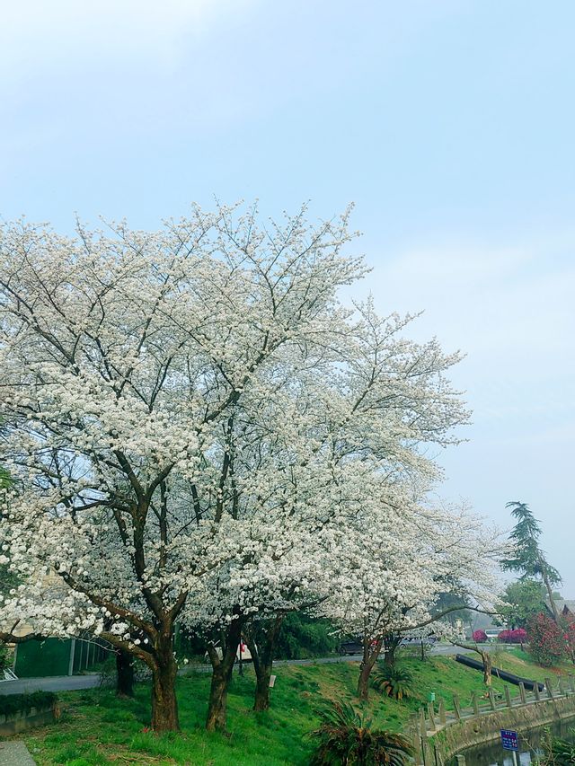 春光燦爛，櫻花綻放，如雲似雪