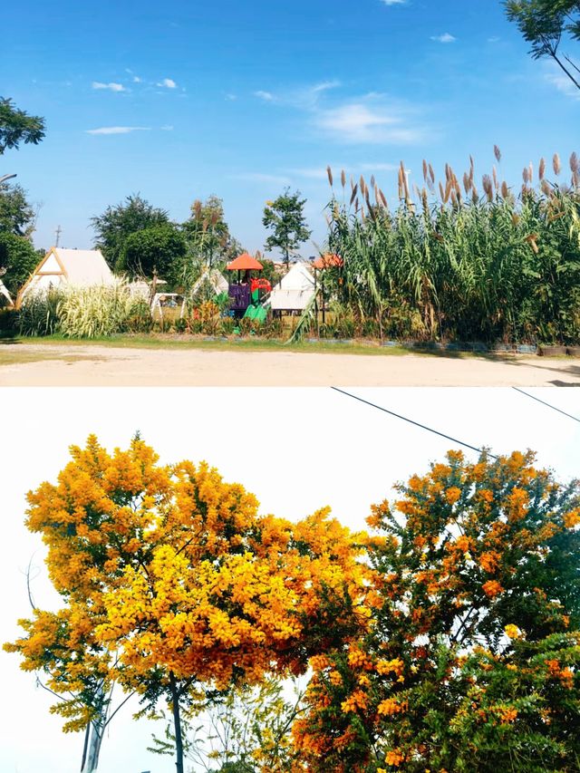 新都芳華微馬公園的紫藤盛開了！