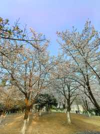 武漢賞花紀：堤角公園