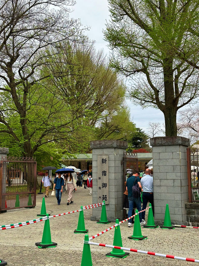 東京賞櫻 新宿站步行10分鐘的街心寶藏公園