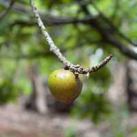 Tropical fruits you have never seen 
