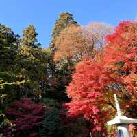 Immersed in red maple leaves 