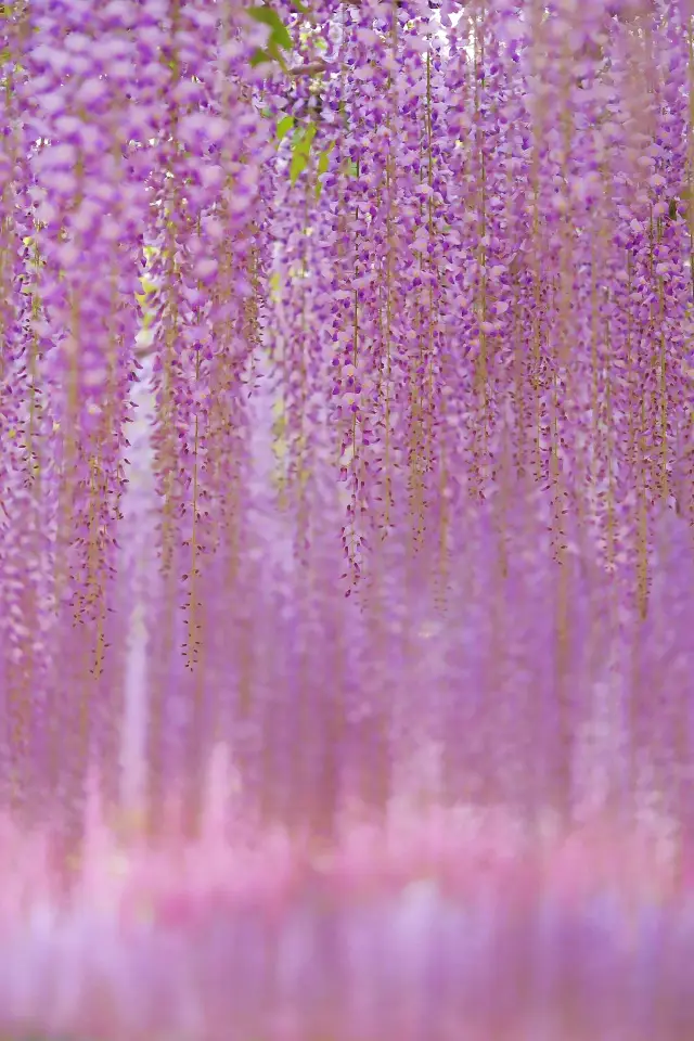 Enjoy the Wisteria, embark on a romantic spring date!