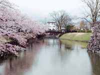 Sakura Blooming on Ruins of Glory