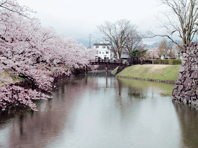Sakura Blooming on Ruins of Glory