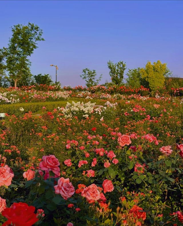 南京周，滁州明湖公園，薔薇花盛宴等你來！