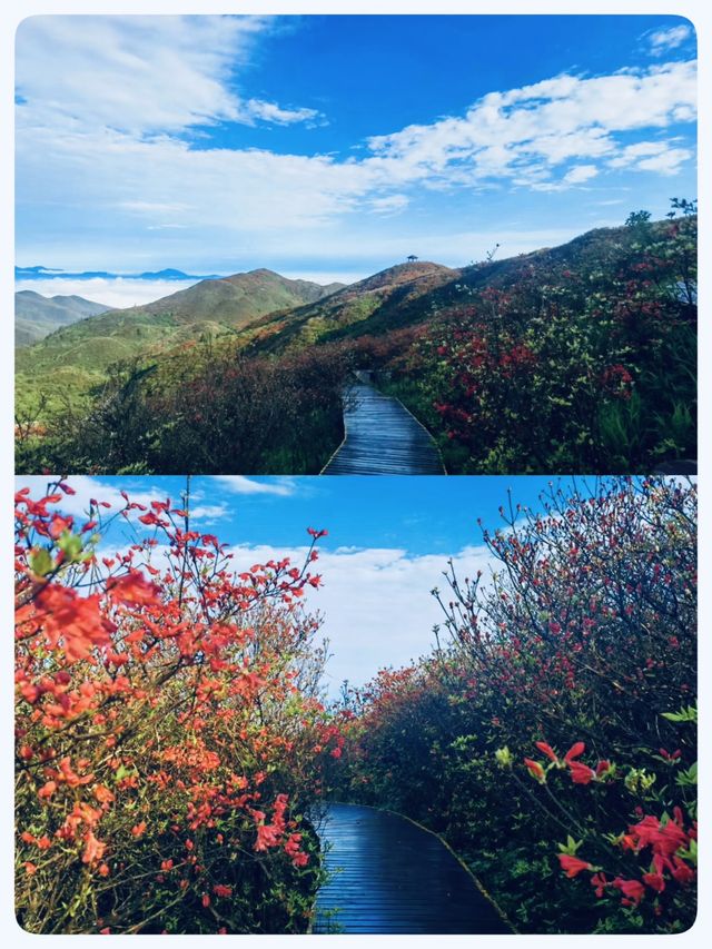 瀏陽｜賞杜鵑花的秘密仙境｜大圍山國家森林公園