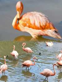 廣州南沙原生態竹子打造的水鳥世界生態園