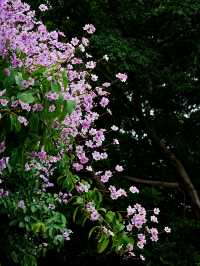 真的有被佛山的「紫花瀑布」驚艷到