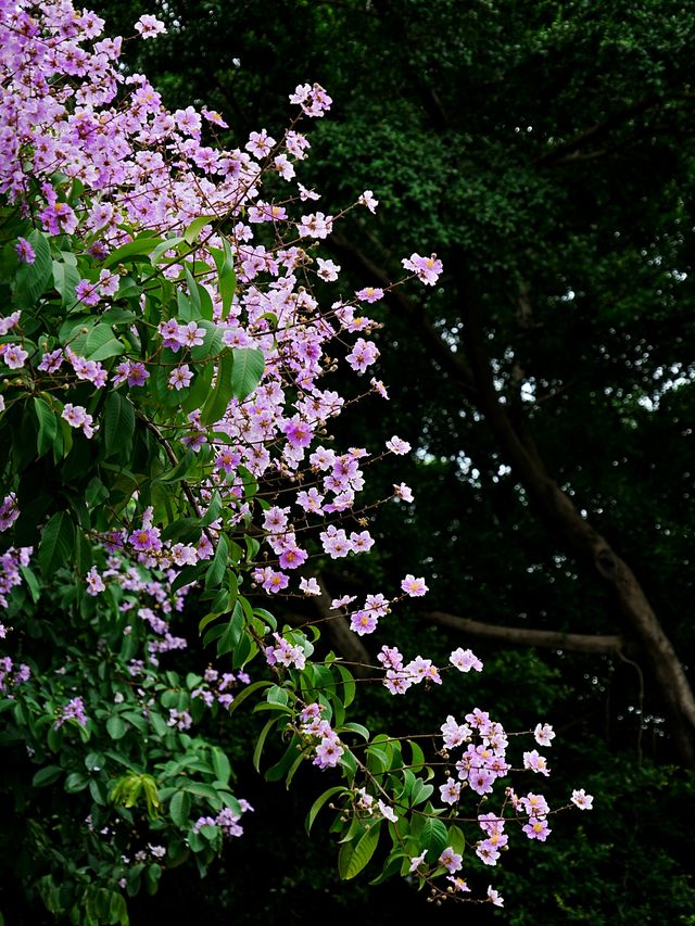 真的有被佛山的「紫花瀑布」驚艷到