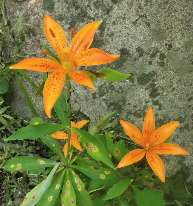 招虎山植物王國