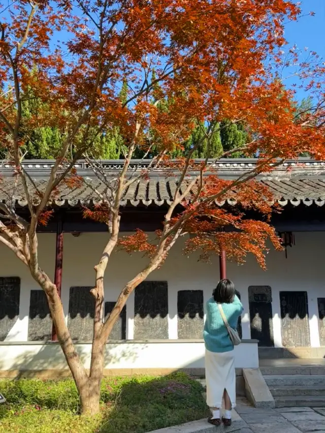 Suzhou Autumn Appreciation | The free Wen Temple is too attractive