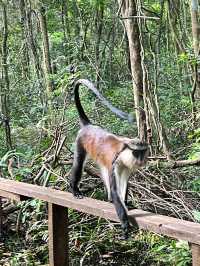 Oxygenating Forest Trekking Adventure in Nigeria