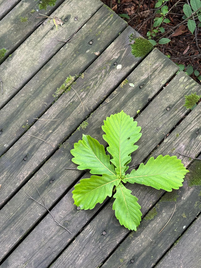 哈爾濱金龍山|夏天一起擱山裡吸氧吧