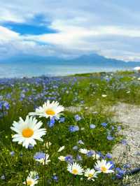 賽里木湖免費花海丨美到哭附賞花攻略