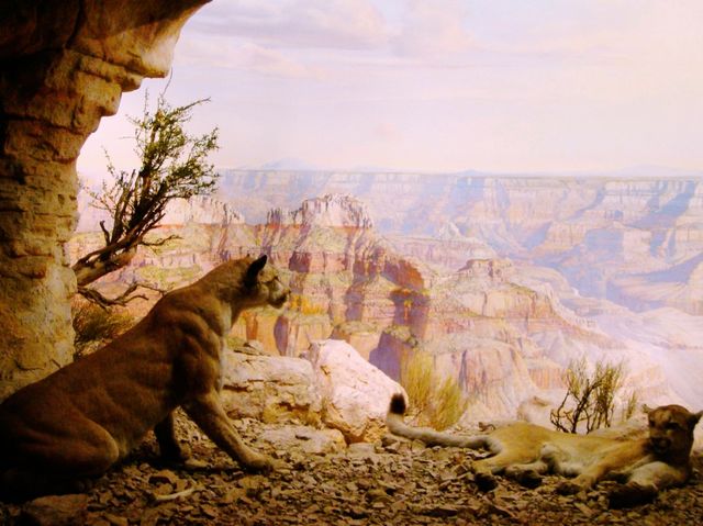 American Museum of Natural History: Pop, Art, Stunning Shots