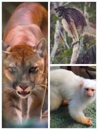 巴西瑪瑙斯動物園深入亞馬遜雨林探險