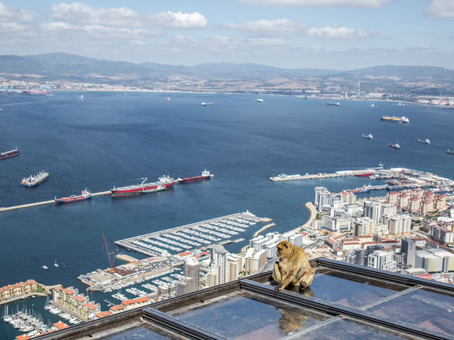 Come see the Apes of Gibraltar!
