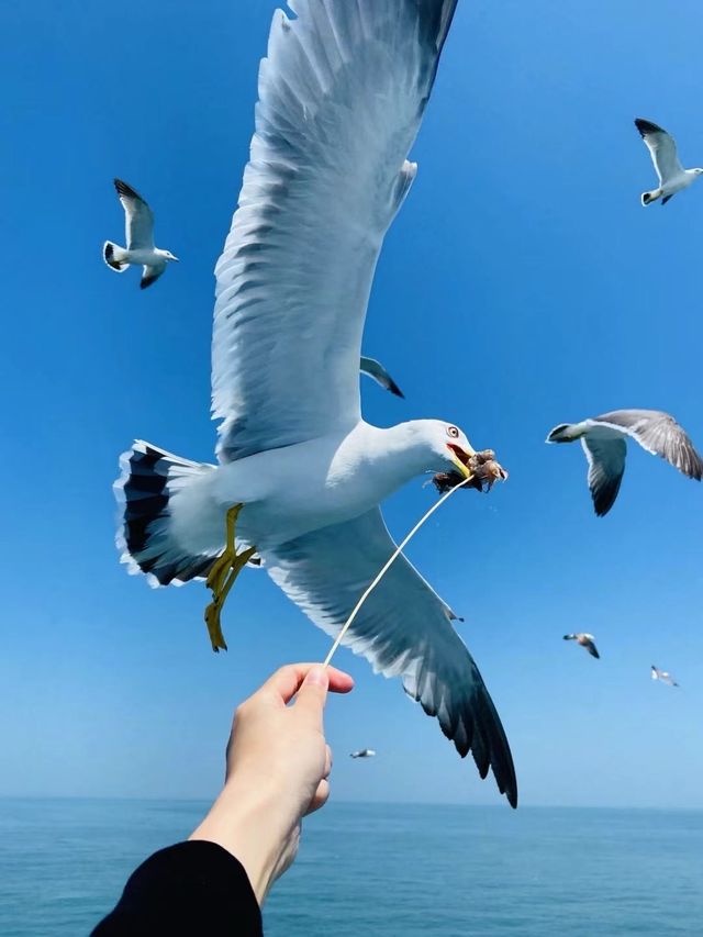 海驴島旅遊指南如何拍出大片級照片？