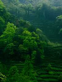 草言殳舍是一個體驗茶文化及欣賞自然景致的理想地點。