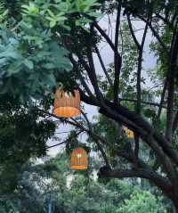 隱藏在五緣灣的天鵝湖。