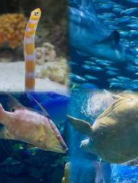 謝德水族館（Shedd Aquarium）旅遊攻略。