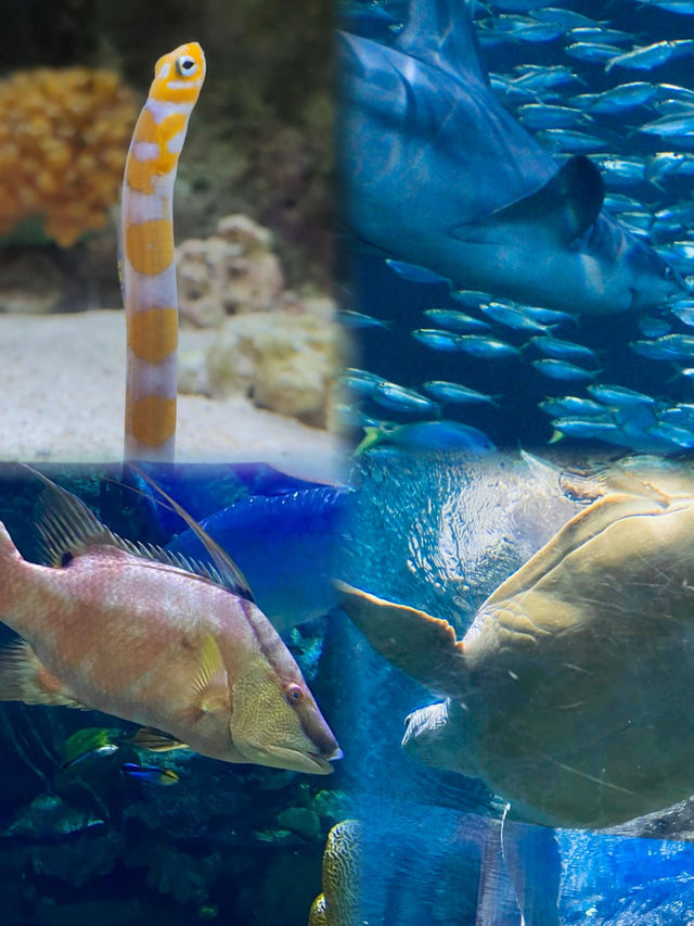謝德水族館（Shedd Aquarium）旅遊攻略。