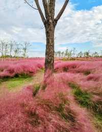 上海濱江公園：粉色浪漫花海等你來。