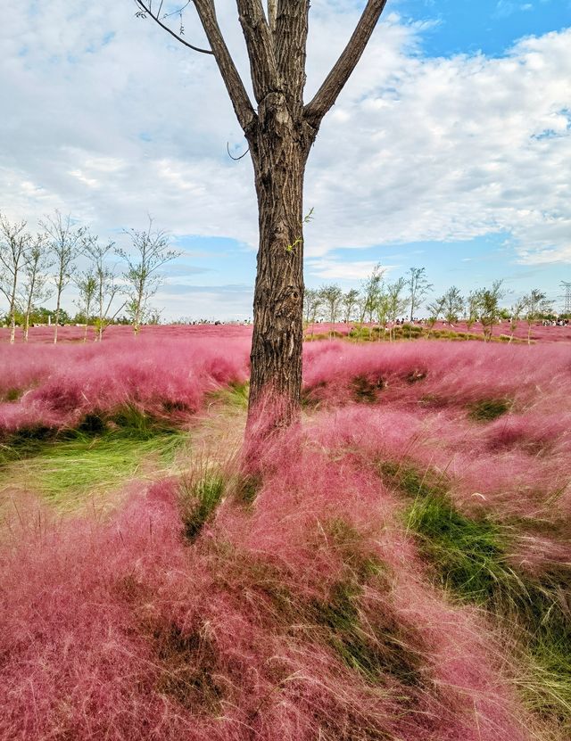 上海濱江公園：粉色浪漫花海等你來。