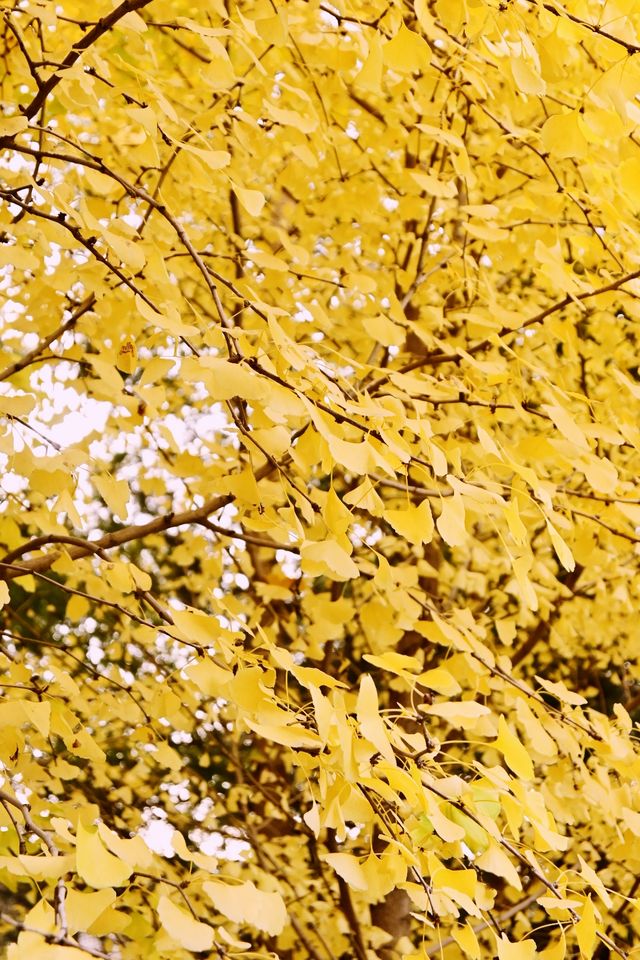在銀川，去中山公園拾個秋天。