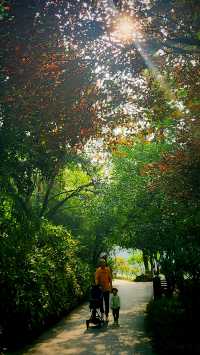 秋色暈染了豐慶公園的眉梢。