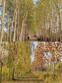 ——阿克蘇濕地公園，一個被譽為「塞上江南」的秘境。