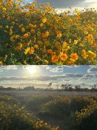 東錢湖花海，我們的後花園！。