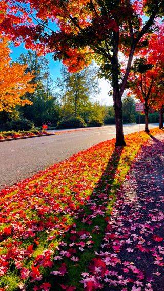 Who hasn't been to Redmond Hmart to see the maple leaves? It's so beautiful. 