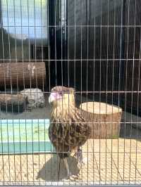 日本°東京ㅣ親子免費近郊好去處ㅣ江戶川區自然動物園。