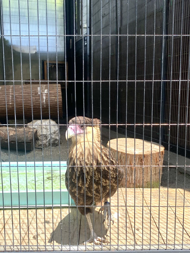日本°東京ㅣ親子免費近郊好去處ㅣ江戶川區自然動物園。