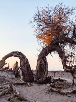 Ejina Banner Ghost Forest.