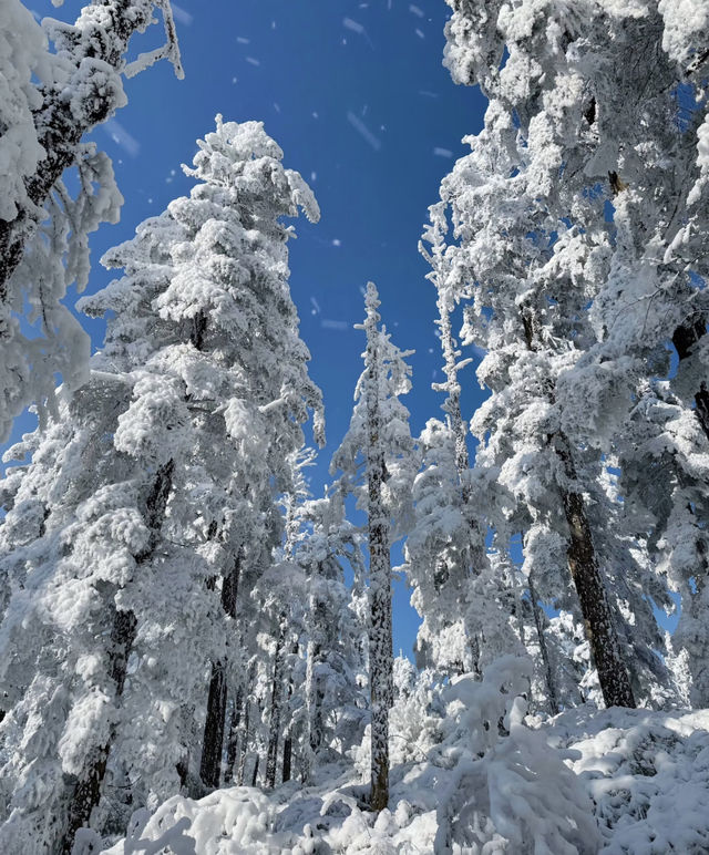 瓦屋山Live，真的不是禾木！。