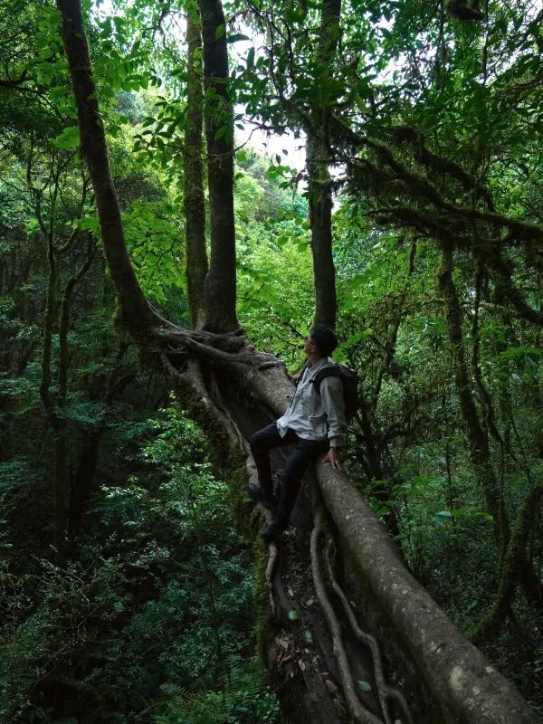 感應大地的絨毛 與森林交換身體｜哀牢山