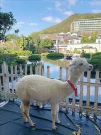 「住了5次朱家尖威斯汀，這次竟然有個意外驚喜！」