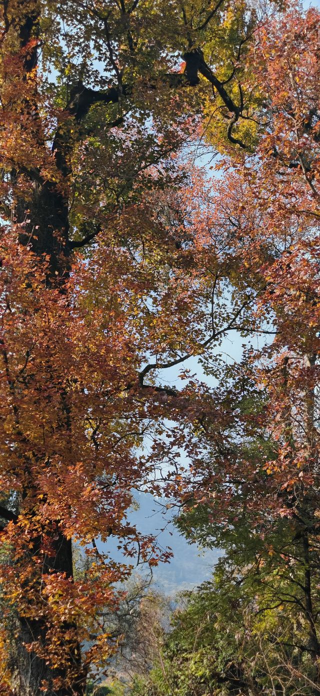 婺源石城紅葉景區——冬日裡最後的那抹紅