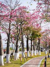 屬於珠海的冬日浪漫花海長廊遊玩攻略