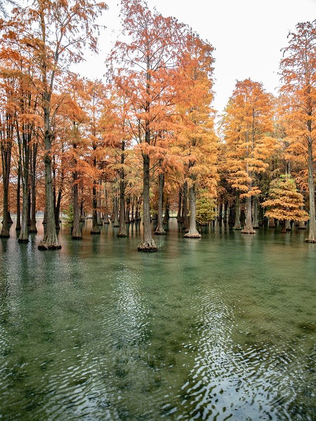 青西郊野公園