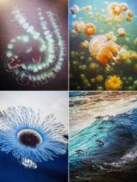 山海有靈｜跟隨中國國家地理鏡頭看野生生物之美