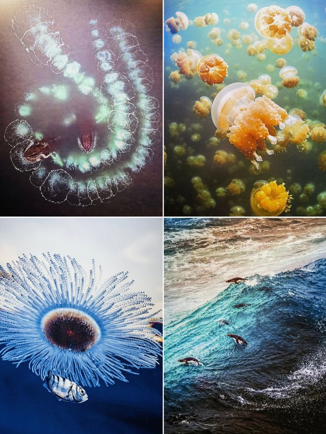 山海有靈｜跟隨中國國家地理鏡頭看野生生物之美