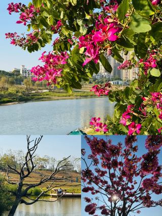 Peninsula Cultural Park, a floral paradise